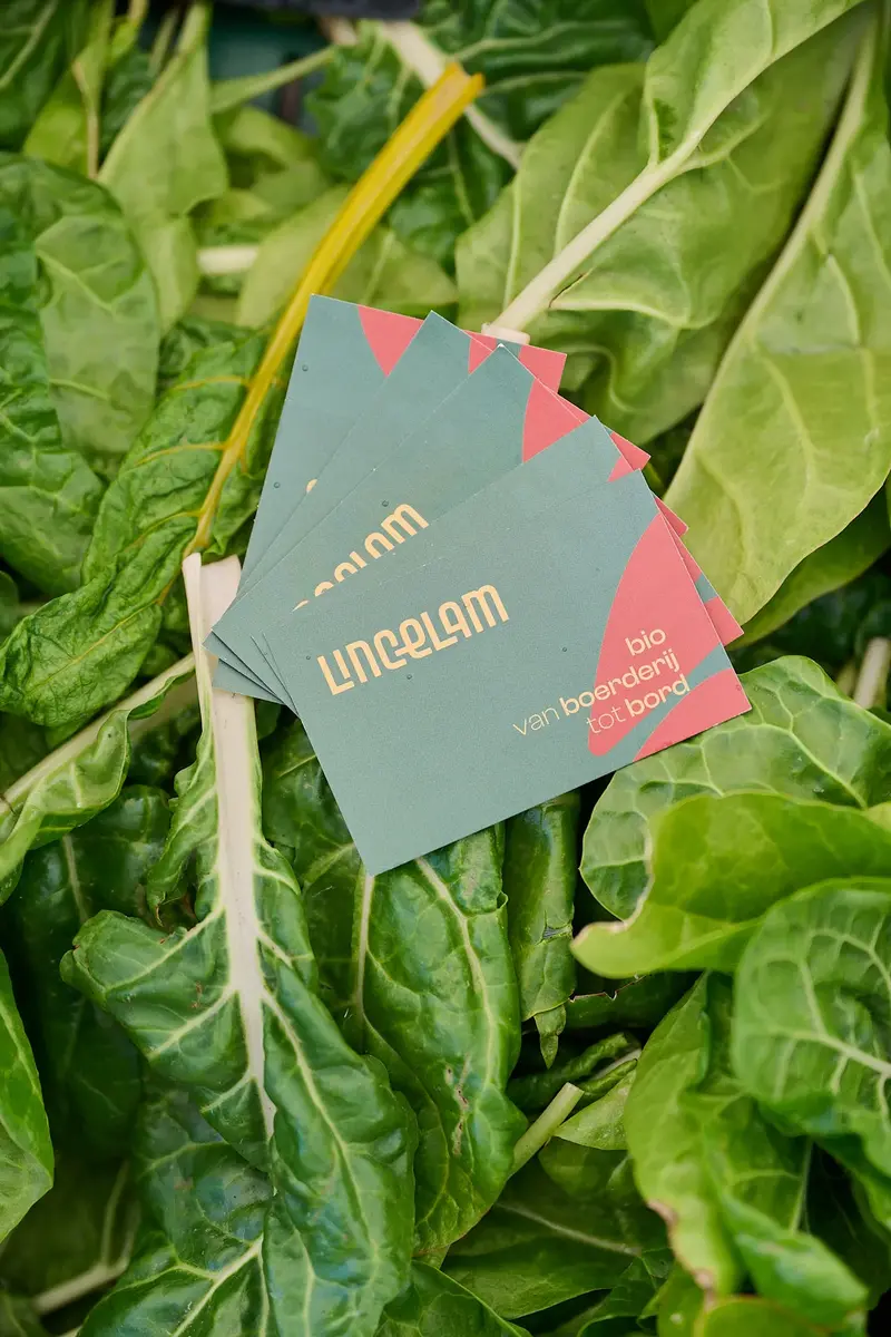 Lincelam
